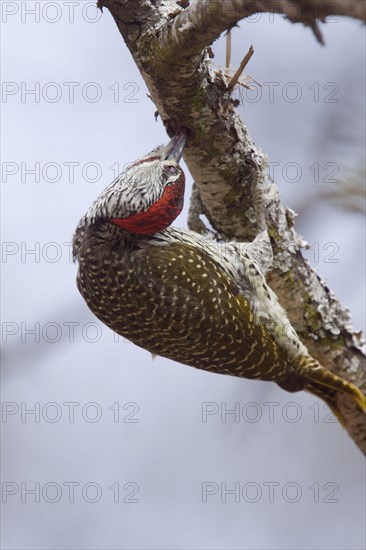 Golden-tailed woodpecker