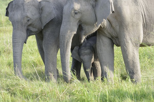 Asian indian elephant