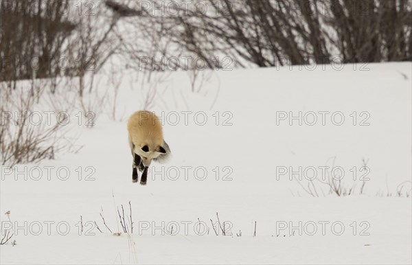 American Red Fox