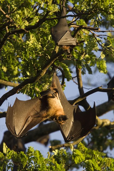 Indian giant flying fox