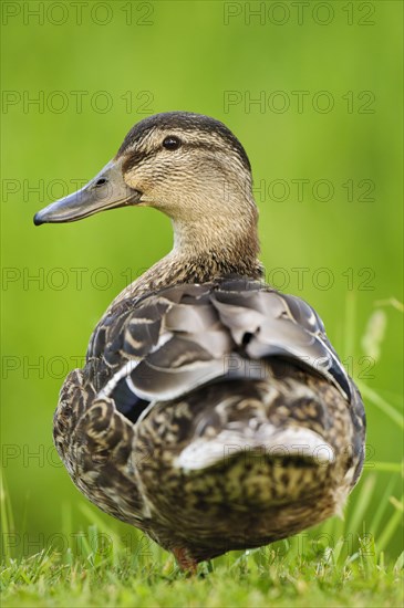 Mallard Duck