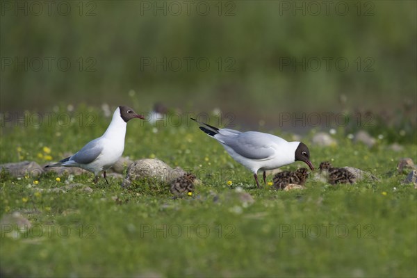 Adult pair of black-headed gull
