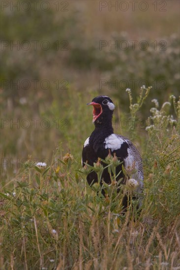 Cackling bustard