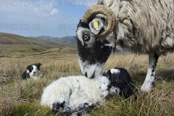 Domestic sheep