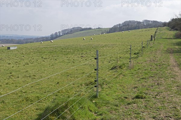 New electric fence with galvanised steep posts and insulators on pasture with sheep