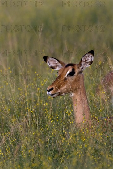 Impala