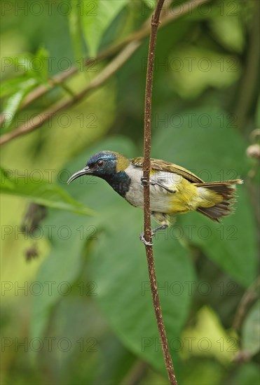 Reichenbach's sunbird