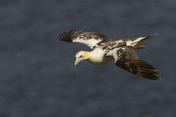 Northern Gannet