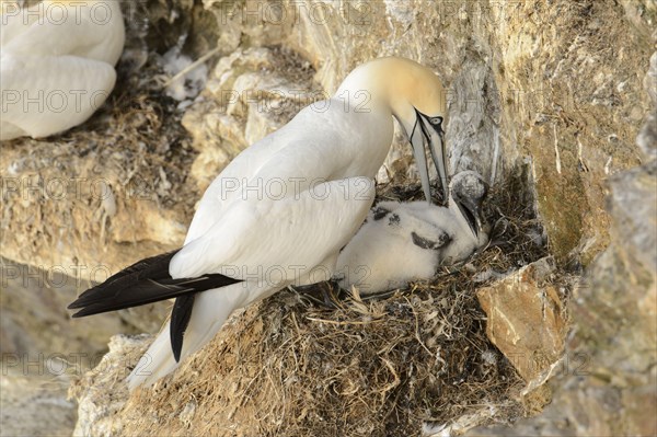 Northern Gannet