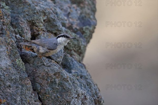 Western western rock nuthatch