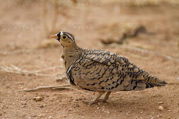 Black-faced sandgrouse