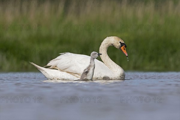 Mute Swan