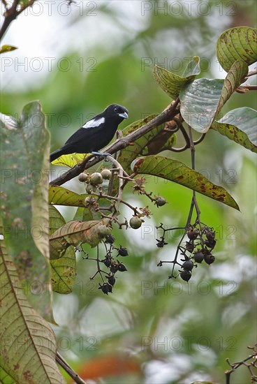 White-shouldered tanager