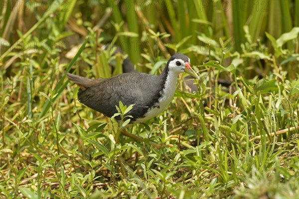 Adult white-breasted water-hen