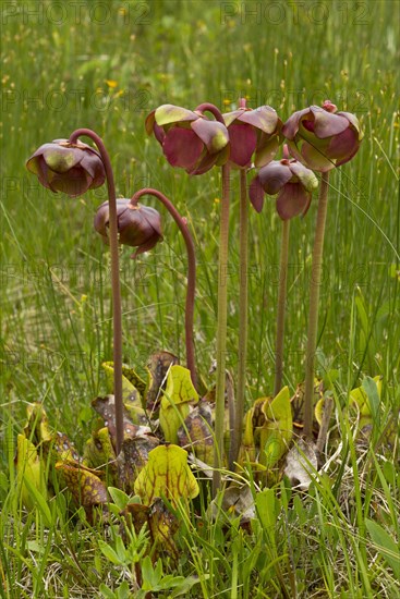 Purple Pitcher Plant