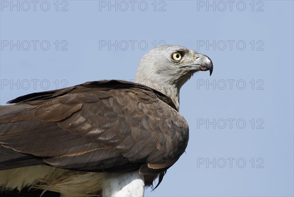 Grey-headed Fish-eagle