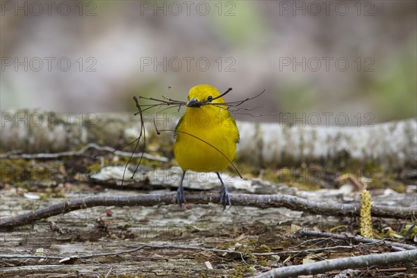 Prothonotary Warbler