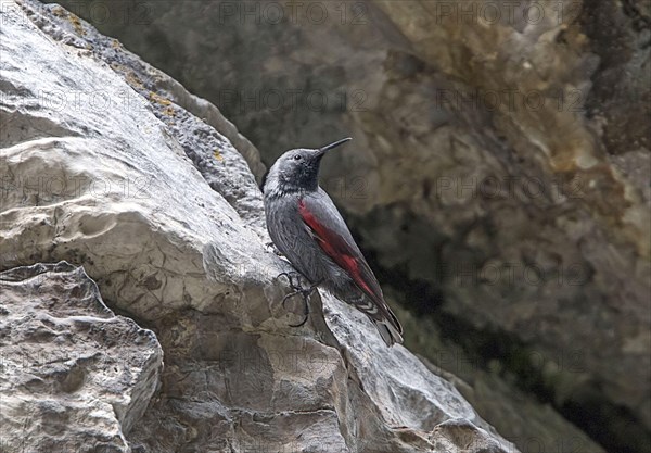 Wallcreeper