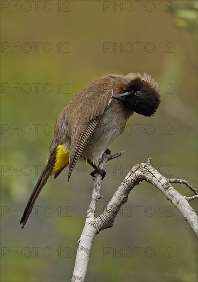 Dark-capped Bulbul