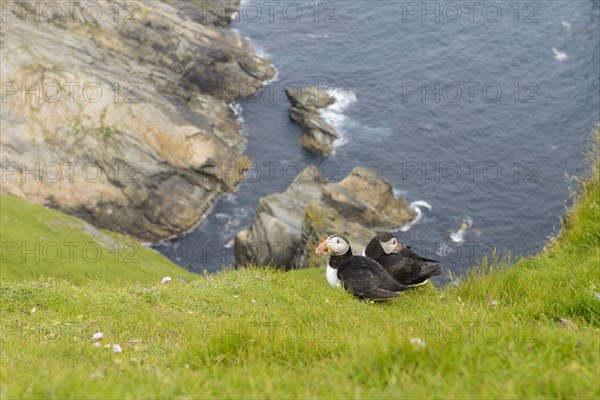 Atlantic Puffin