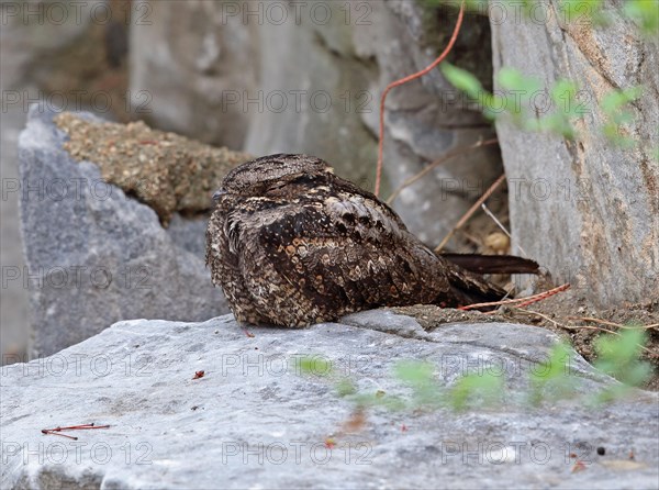 Grey Nightjar