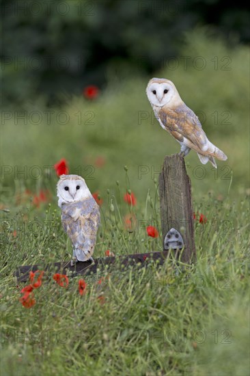 Common barn owl