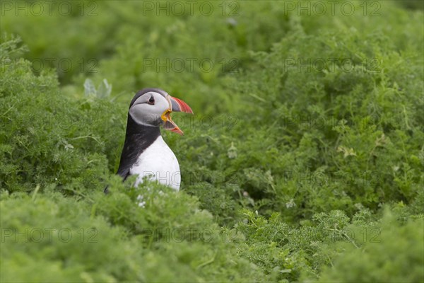 Puffin