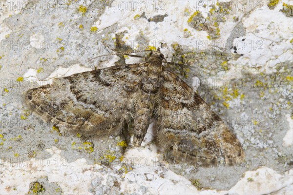 Double-striped pug