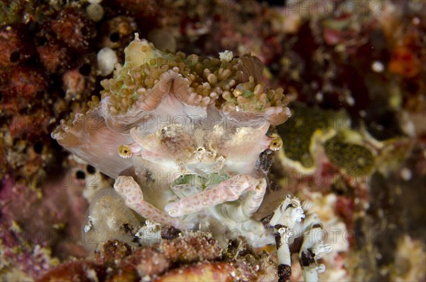 Tubercle spider crabs