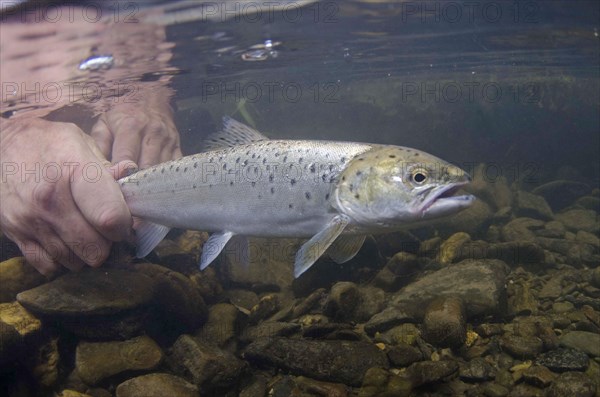 Sea trout