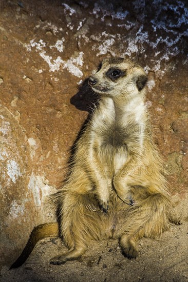 Meerkats