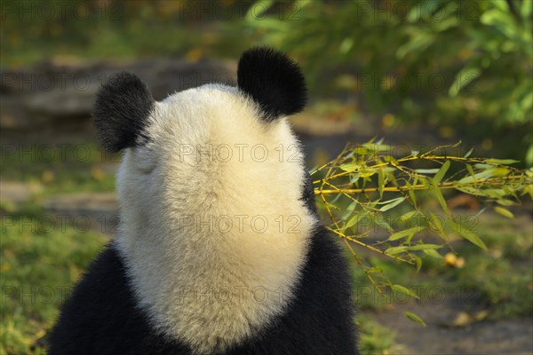 Giant Panda