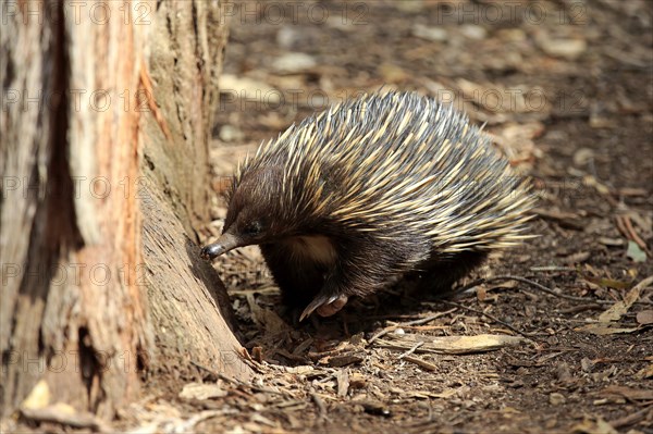 Short-beaked Echidna