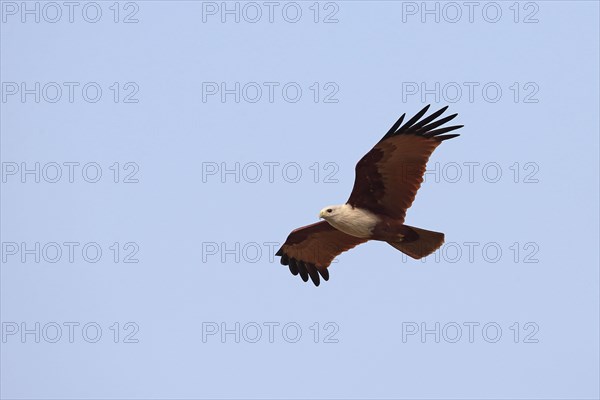 Brahminy Kite