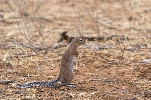 Unstriped ground squirrel