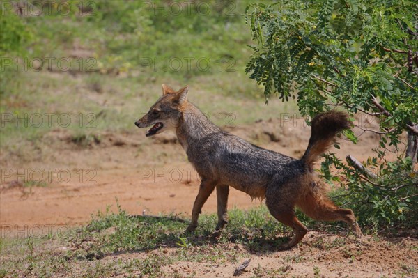 Golden jackal