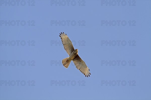 White-eyed buzzard