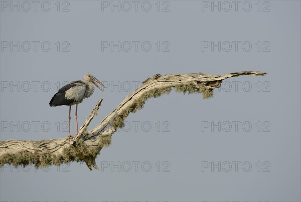 Asian openbills