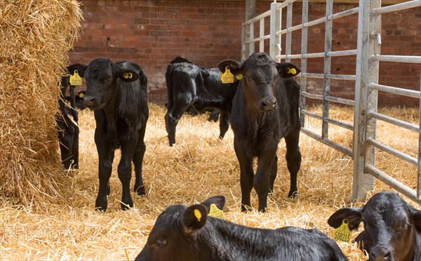 Aberdeen cattle