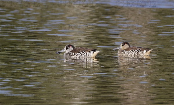 Pink-eared Duck