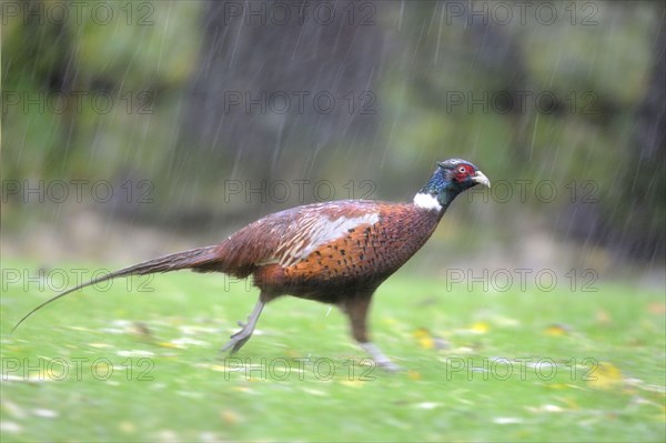 Common pheasant