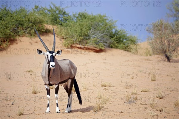 Gemsbok