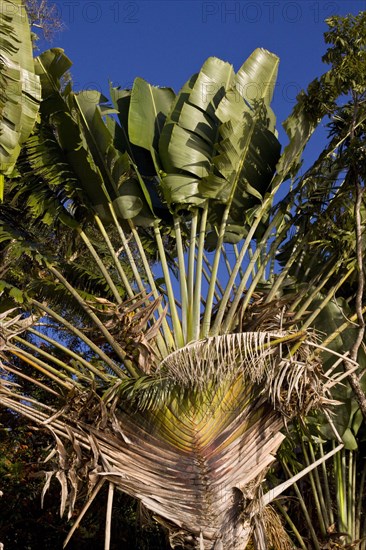 Traveller's palm