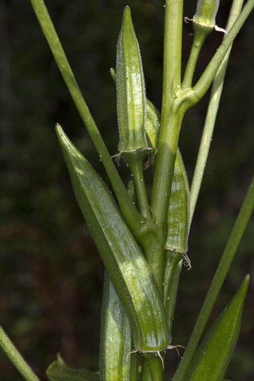 The okra is prized for its edible green seed pods. Originating from Africa