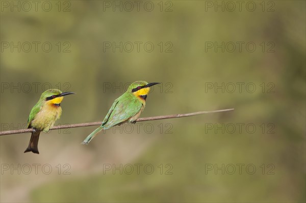 Lesser bee-eater