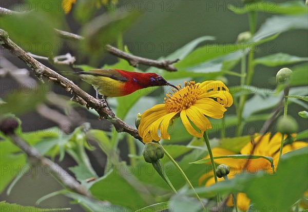 Gould's Sunbird