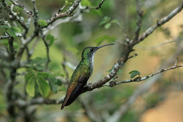 White-chested Emerald