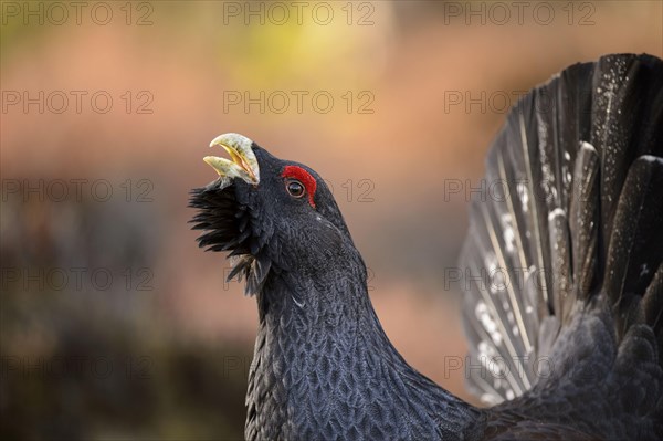 Western Capercaillie