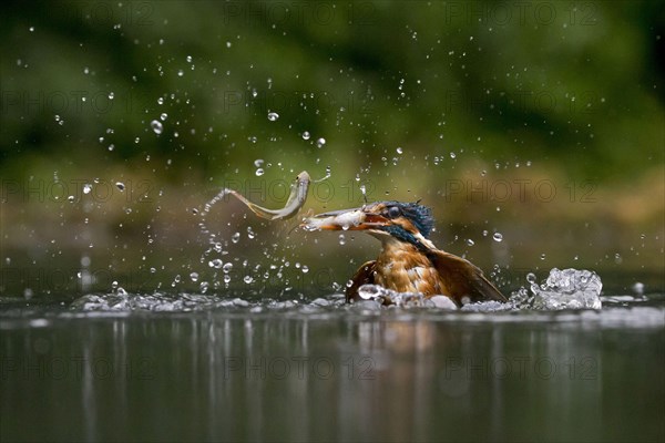 Common Kingfisher