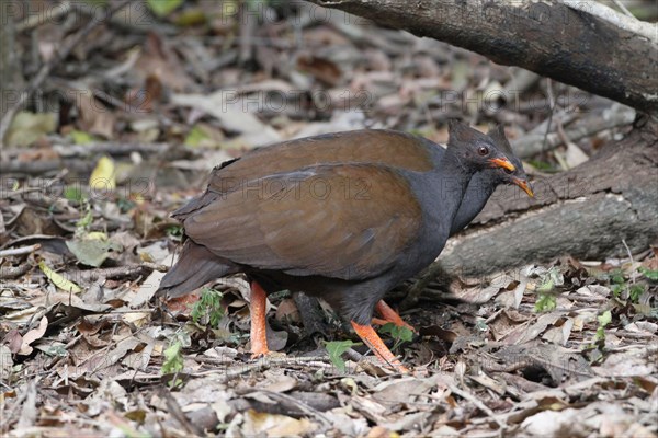 Orange-footed Scrubfowl